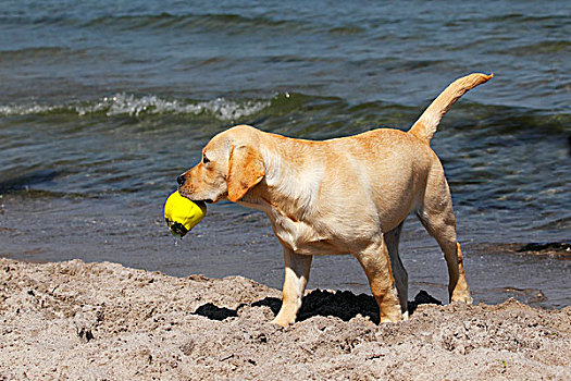 黄色,拉布拉多犬,复得,小动物,玩,4个月,球,海滩