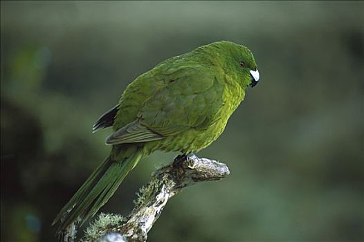 长尾鹦鹉,肖像,岛屿,新西兰