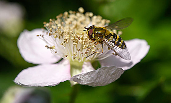食蚜蝇科,花,玫瑰,粉色,德国,欧洲