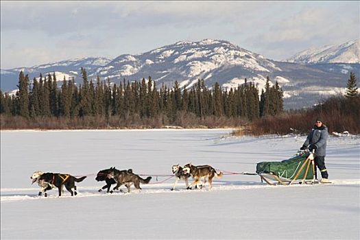 狗队,冰冻,育空河,育空地区,加拿大