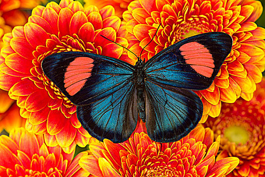 涂绘,漂亮,蝴蝶,亚马逊流域