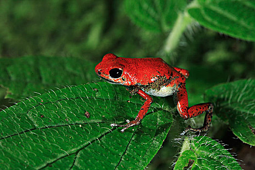 草莓箭毒蛙,红色,国家,海洋公园,博卡斯德尔托罗,巴拿马