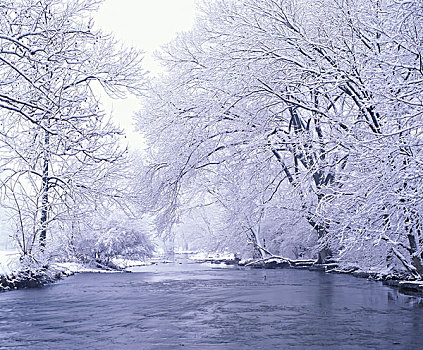 美国,肯塔基,路易斯维尔,积雪,枝条,悬挂,溪流