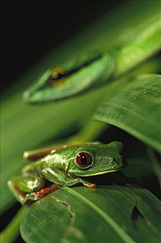 接近,红眼树蛙,国家公园,巴拿马
