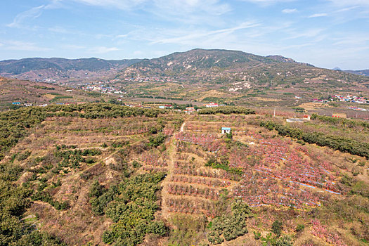 航拍沂蒙山区乡村果园