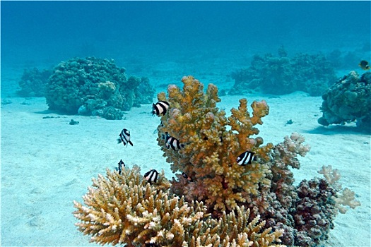 珊瑚礁,硬珊瑚,异域风情,鱼,白尾,雀鲷,仰视,热带,海洋,蓝色背景,水,背景