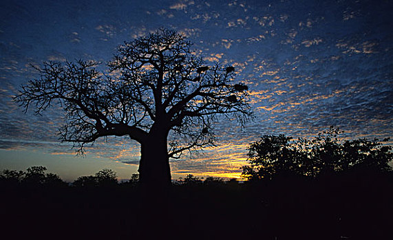 猴面包树,黃昏,克鲁格国家公园,南非