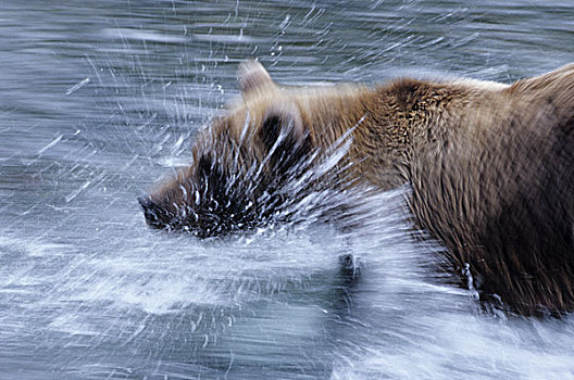 阿拉斯加,卡特麦国家公园,熊