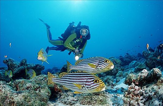 珊瑚鱼,潜水者,阿里环礁,马尔代夫,印度洋