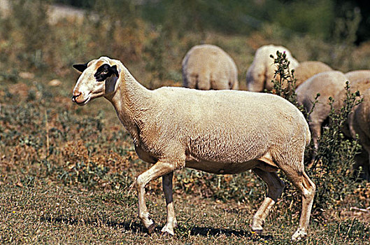 家羊,法国人