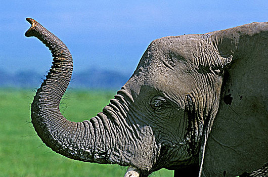 非洲象,成年,嗅,向上,马赛马拉,公园,肯尼亚