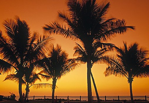 棕榈树,凯布尔海滩,金伯利,澳大利亚