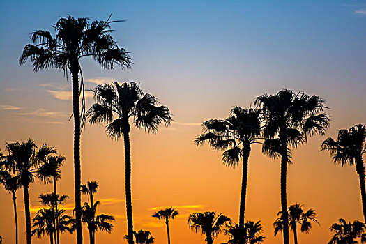 剪影,棕榈树,金色,日落,因西尼塔斯,加利福尼亚,美国