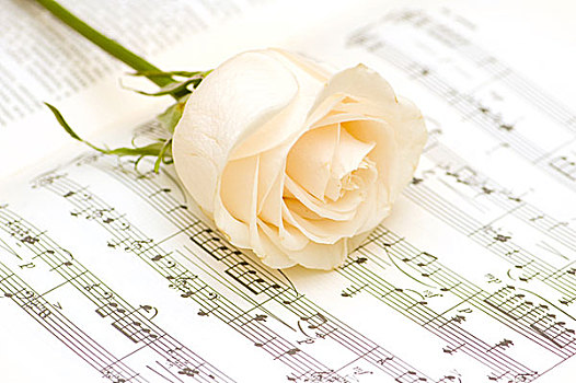 白色蔷薇,音符,书页