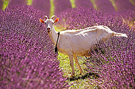 法国,普罗旺斯,沃克吕兹省,山羊,薰衣草种植区