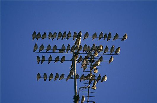 朱缘蜡翅鸟,电线杆,瑞典