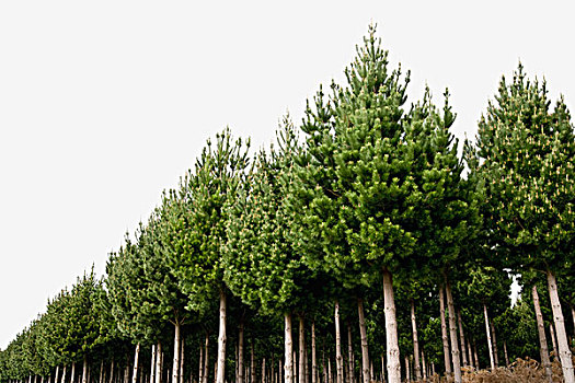 松树,种植园,陶波,新西兰