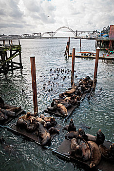 海狮,码头,纽波特,俄勒冈