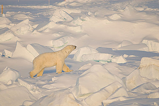 楚科奇海,岸边,手推车,阿拉斯加,北极熊,成年,浮冰,觅食