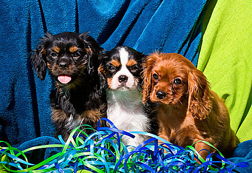 三个,查尔斯王犬,小狗,坐,排列,带,脚,蓝色,绿色背景