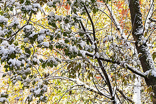 第一,树枝,雪,秋天