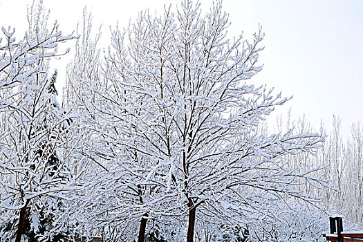 大雪后树上的白色雾凇