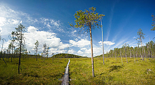 全景,徒步旅行,远足,区域,芬兰