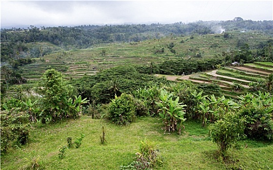 稻米,阶梯状,稻田,中心,巴厘岛,印度尼西亚
