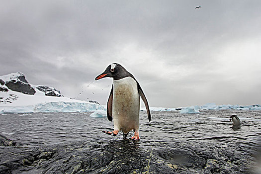 南极,岛屿,巴布亚企鹅,走,岩石,海岸线,积雪
