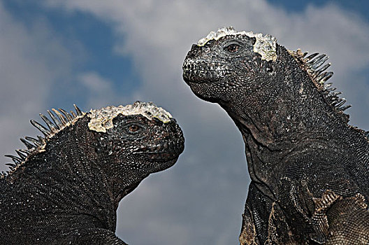 海鬣蜥,一对,波多黎各,圣克鲁斯岛,加拉帕戈斯群岛,厄瓜多尔