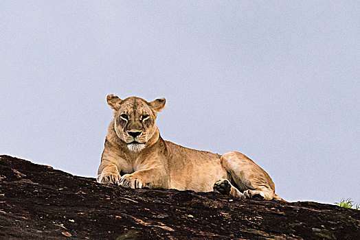 雌狮,狮子,休息,石头,自然保护区,查沃,肯尼亚