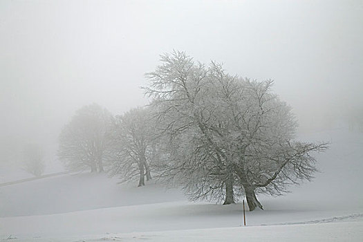 排,树,冬天,雾,区域,黑森林,巴登符腾堡,德国,欧洲