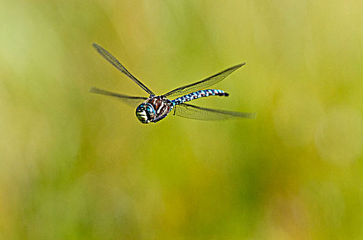 雄性,绿蜻蜓,飞行,湿地