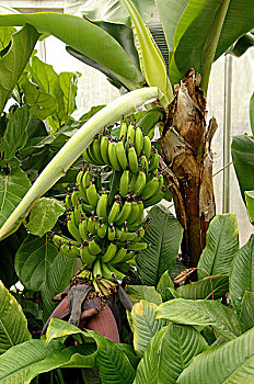 芭蕉属植物,温室