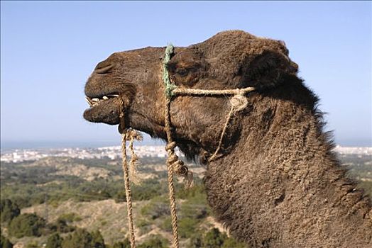 单峰骆驼,挨着,苏维拉,摩洛哥,非洲