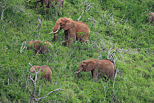 群,非洲象,进食,山,查沃,西部,肯尼亚,非洲