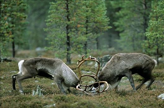 驯鹿,雄性动物,驯鹿属,决斗,瑞典