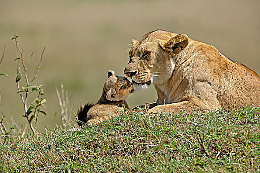 雌狮,幼兽,狮子,马塞马拉野生动物保护区,肯尼亚