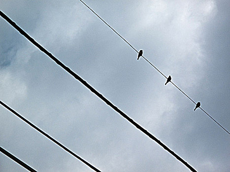 三只鸟,电线