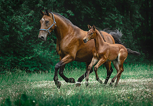 褐色,小马,驰骋,靠近,母马,草地,德国,欧洲