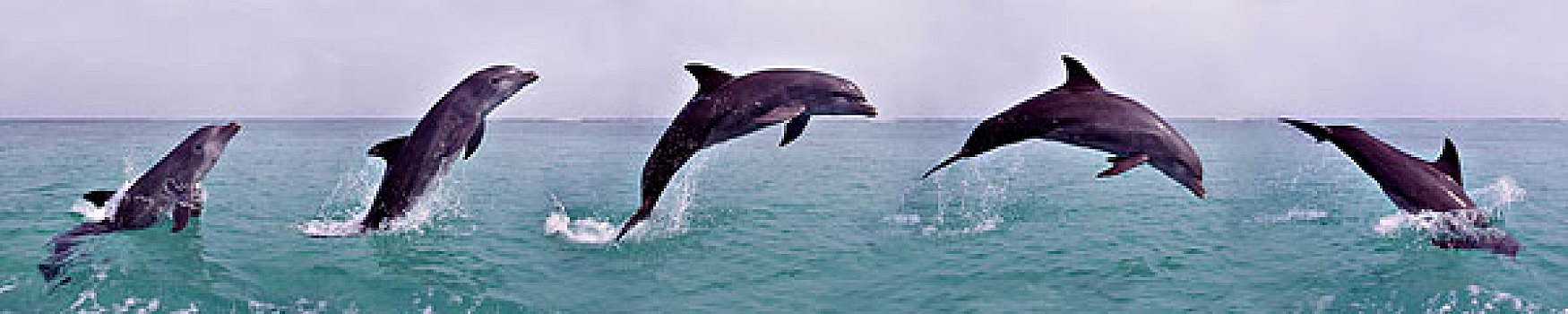 宽吻海豚,成年,跳跃,移动,次序,洪都拉斯