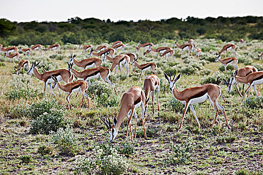 牧群,跳羚,博茨瓦纳,南非,非洲