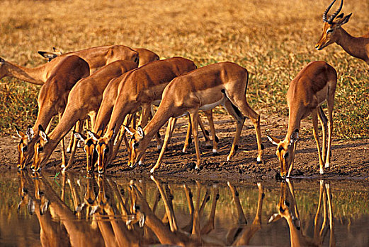 非洲,南非,国家公园,黑斑羚,水潭