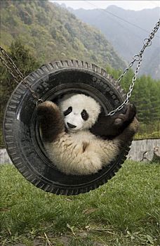 大熊猫,幼兽,玩,轮胎秋千,卧龙自然保护区,中国