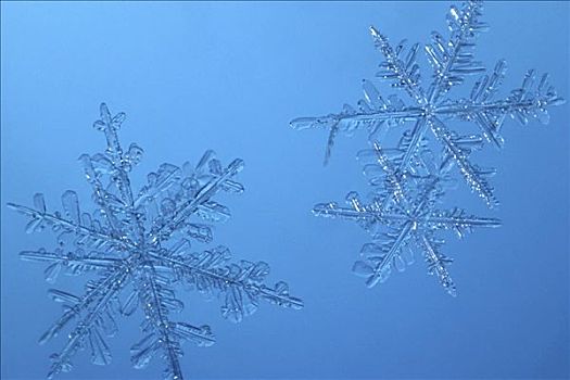 特写,两个,雪花,蓝色背景