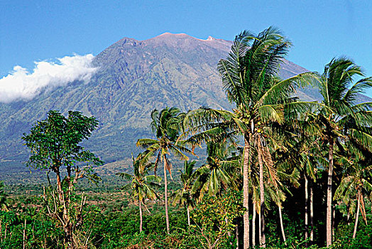 印度尼西亚,巴厘岛,棕榈树