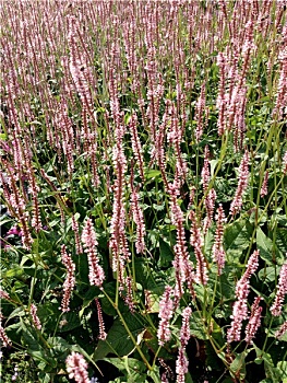 花,蓼属植物,蓼科,荷兰