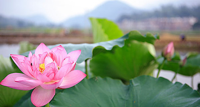 广东梅县农村荷花