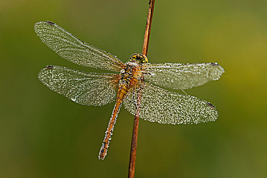 蜻蜓,雌性,莱茵兰普法尔茨州,德国,欧洲