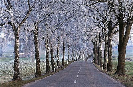 冬天,道路,乡间小路,白霜,遮盖,桦树,巴伐利亚,德国,欧洲